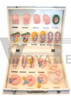 The model of fetus profile and facial genesis (one box)